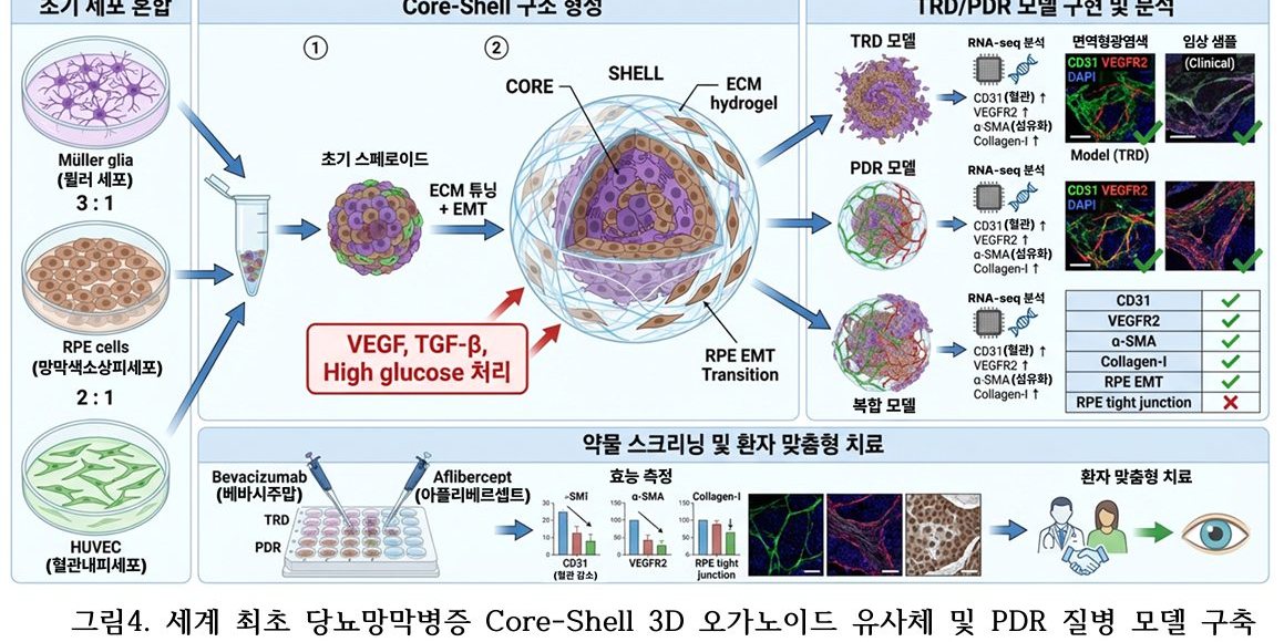 DR organoid