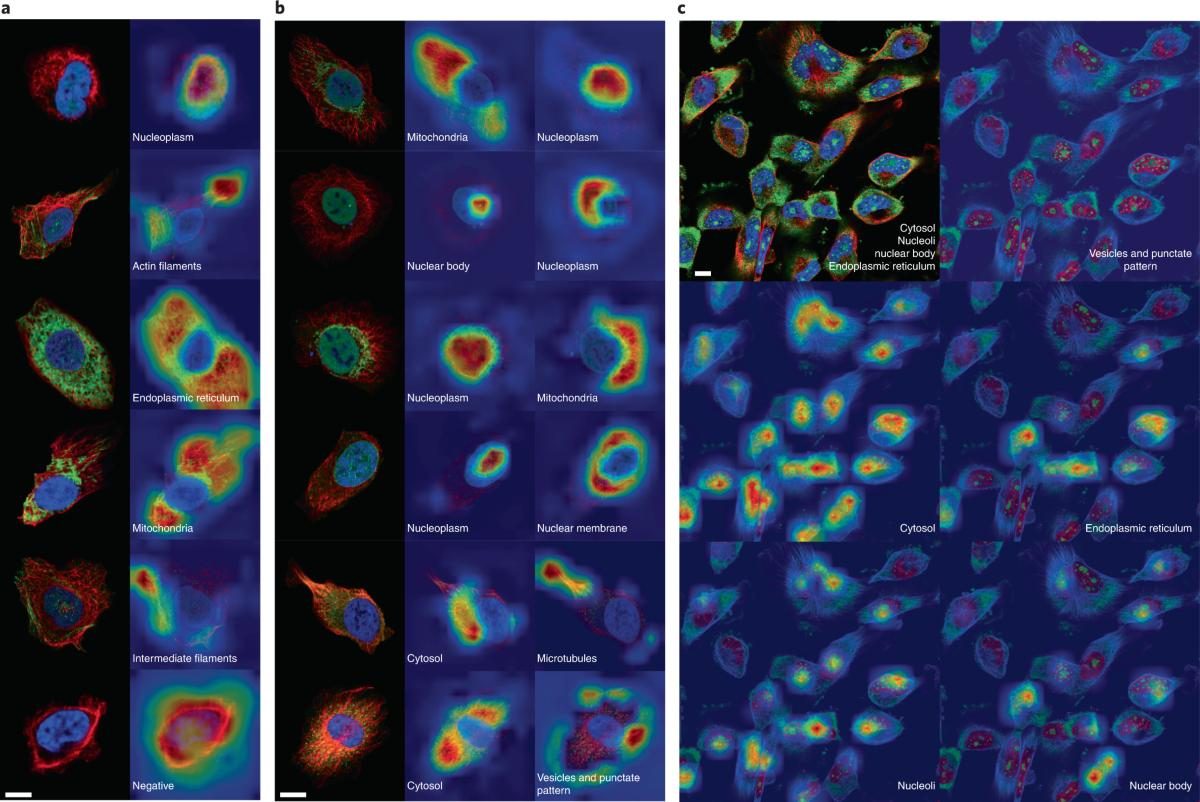 Fluorescence images of 3D cell models