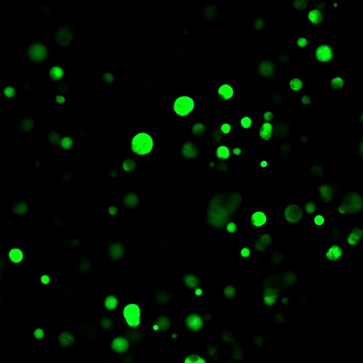 A549-GFP