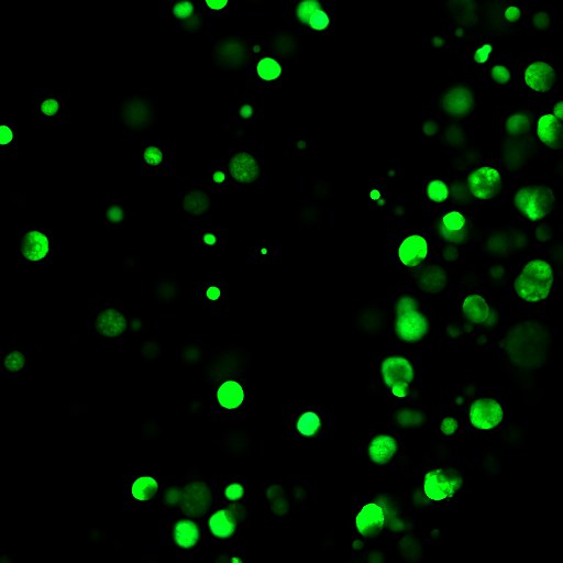 A549-GFP