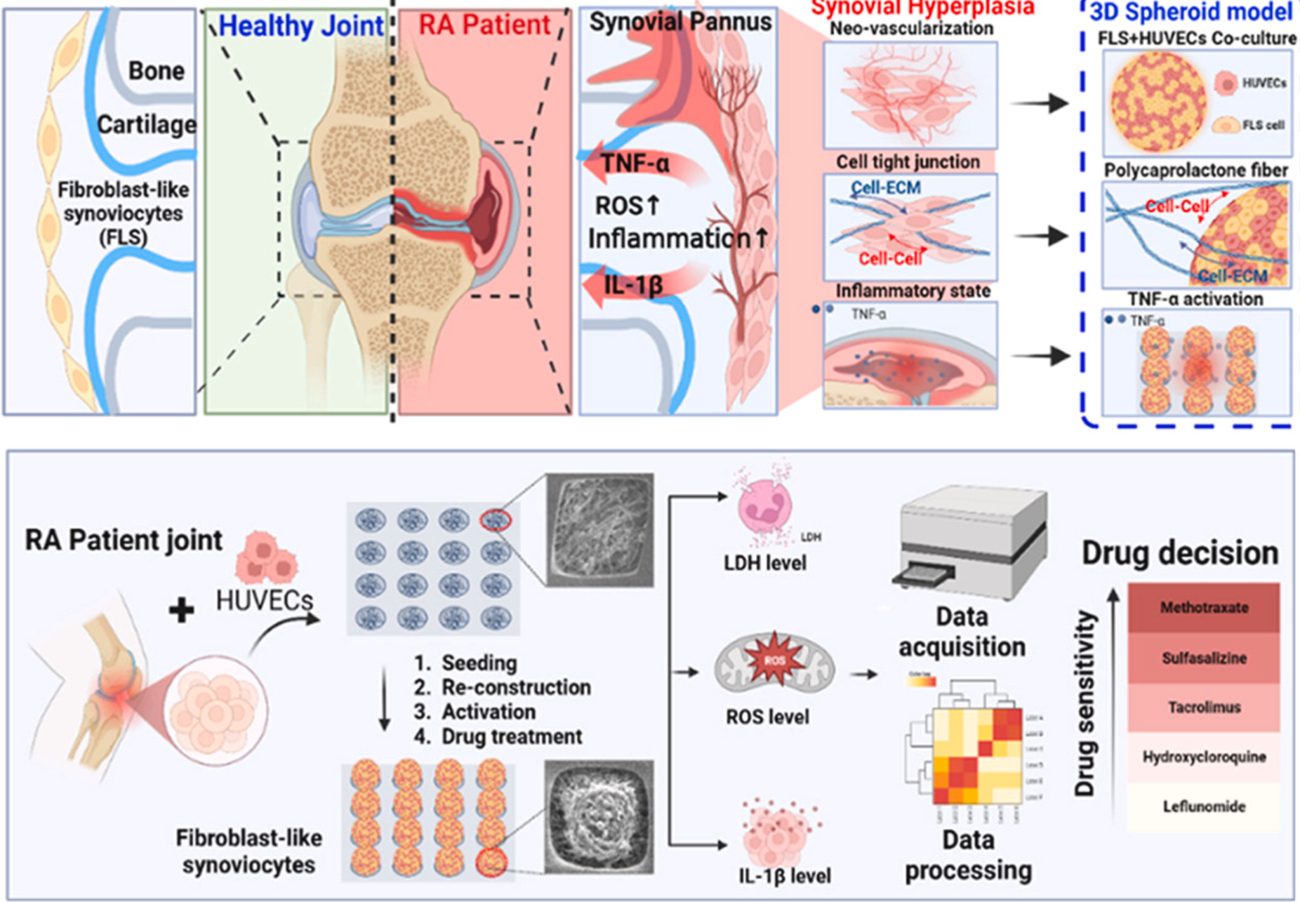 3D synovial model and drug testing workflow