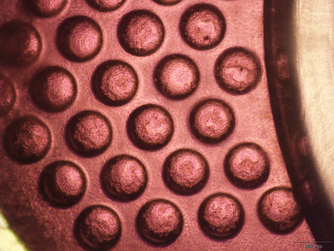 3D cell aggregates in Port Pocket microwells, brightfield